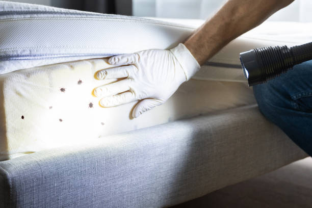 Best Mosquito Control Services  in Eleele, HI