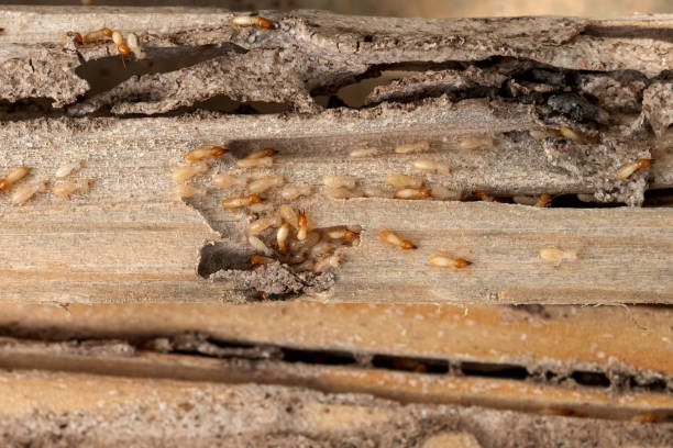 Best Pest Inspection Near Me  in Eleele, HI