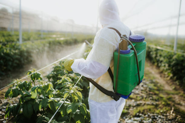 Best Pest Removal Services  in Eleele, HI